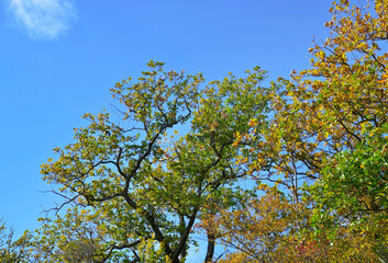 Fototapeta na wymiar Branches of trees with autumn foliage