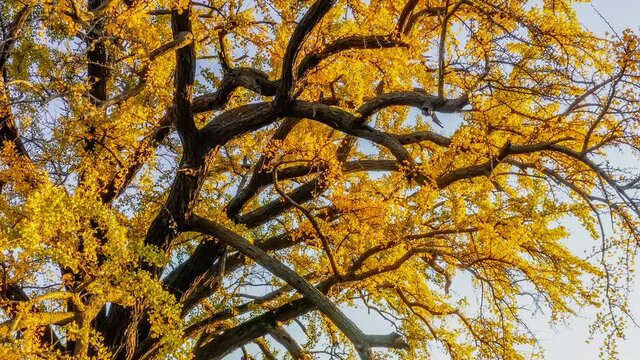 Aerial view of beautiful ginkgo tree in autumn season. Drone rising to shoot ginkgo tree.