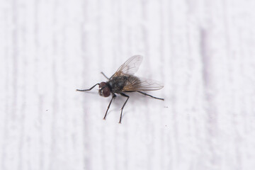 One fly siting on the wall