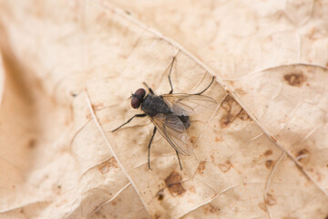 One fly on dried leaf background.