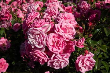 Naklejka premium Floral. Closeup view of Rosa Palmengarten Frankfurt flowers of pink petals, blooming in spring in the garden.
