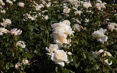 Flower bed. White roses blooming in the park. Closeup view of Rosa Tchaikovsky flowers of white petals, blossoming in the garden.