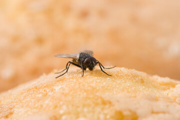 One Fly is eating on bread