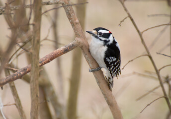 spotted woodpecker on a branch 