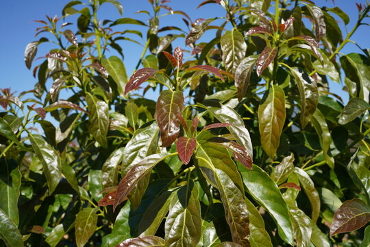 Las hojas de la planta de aguacate est&aacute;n muy sanas y brillantes.
