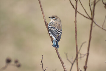 sparrow bird on a branch