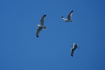 seagulls in flight