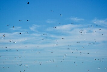 flock of seagulls