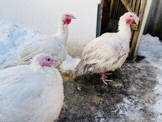 Turkeys on snowy ground on farm. From above white turkeys standing on cold snowy ground in enclosure on winter day on farm