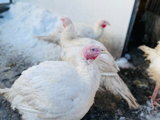 Turkeys on snowy ground on farm. From above white turkeys standing on cold snowy ground in enclosure on winter day on farm