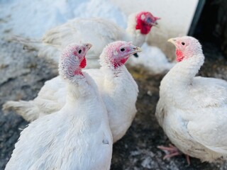 Turkeys on snowy ground on farm. From above white turkeys standing on cold snowy ground in enclosure on winter day on farm