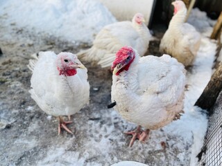 Turkeys on snowy ground on farm. From above white turkeys standing on cold snowy ground in enclosure on winter day on farm