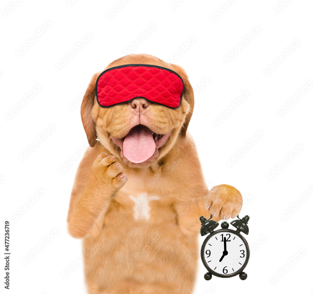 Poster yawning mastiff puppy wearing mask for sleep shows alarm clock . isolated on white background