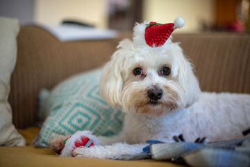 Portrait of dog with christmas hat on