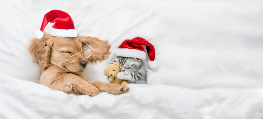 English Cocker Spaniel puppy  sleeps with cozy kitten  under warm  white blanket on a bed at home. Pets wearing red santa hats sleep together. Kitten hugs toy bear. Empty space for text
