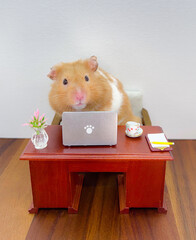 Cute Syrian hamster working on a laptop 