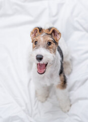 Happy Wire-haired Fox terrier puppy sits on a bed at home. Top down view