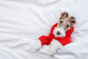 Wire-haired Fox terrier puppy wearing red warm sweater lying  on a bed under warm white blanket at home. Top down view. Empty space for text
