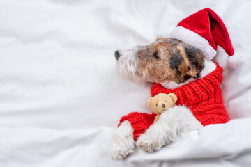 Wire-haired Fox terrier puppy wearing warm sweater and red santa hat hugs toy bear under white...