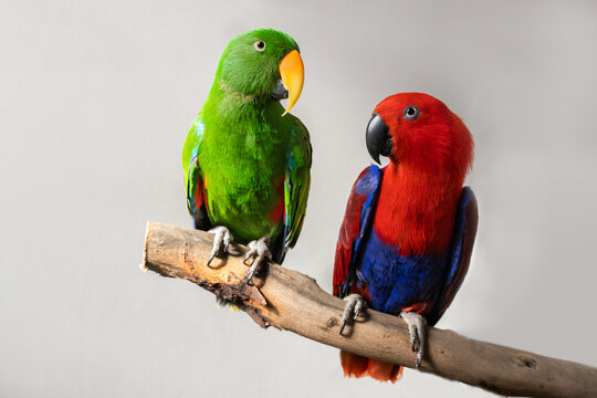 shallow depth of field photo of captive bred pet sexually dimorphic Eclectus roratus parrots sitting on a branch, one is male green eclectus parrot the other is a female red and blue eclectus parrot