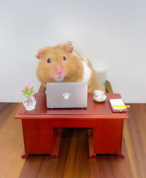 Cute Syrian hamster working on a laptop 