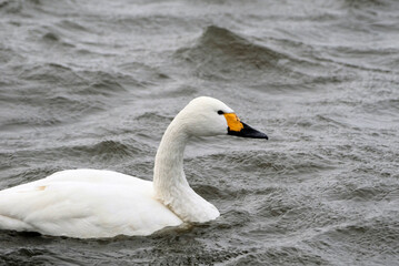 Swans in Uwasekigata, 2021/12/26a