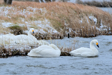 Swans in Uwasekigata, 2021/12/26a