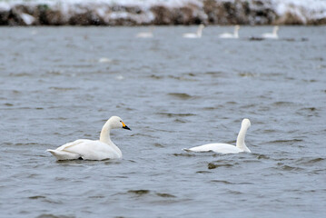 Swans in Uwasekigata, 2021/12/26a