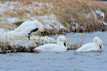 Swans in Uwasekigata, 2021/12/26a