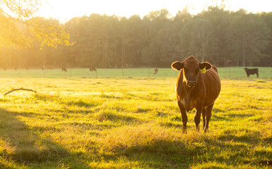  Brown Cow in a Field at Sunset