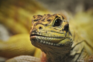 Philippine Sail-Finned Lizard Close Up
