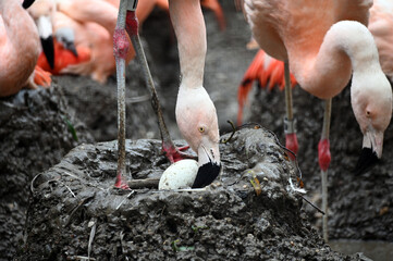 Fototapeta Chilean Flamingo Egg in a Nest
 obraz