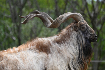 Markhor Male Upper Half Close Up
