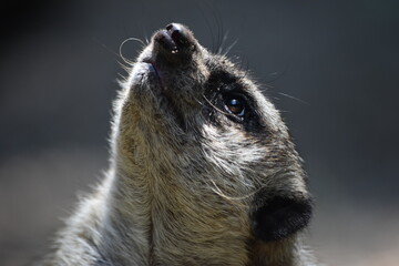 Meerkat Looking Up, Face Close Up
