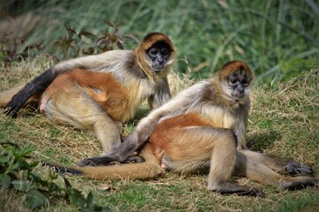 Black-Handed Spider Monkey Paid Sitting Together
