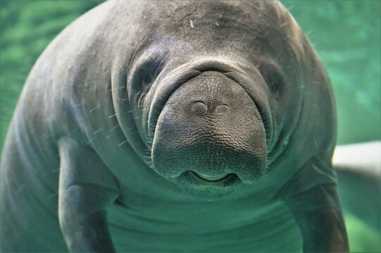 Florida Manatee Under Face Close Up
