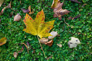 Selective focus photo. Yellow maple leaf on green grass.