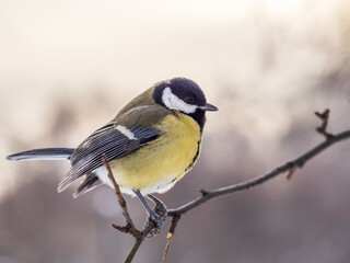 Obraz premium Cute bird Great tit, songbird sitting on a branch without leaves in the autumn or winter.