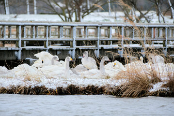 Swans in Uwasekigata, 2021/12/26b