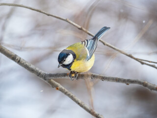 Cute bird Great tit, songbird sitting on a branch without leaves in the autumn or winter.