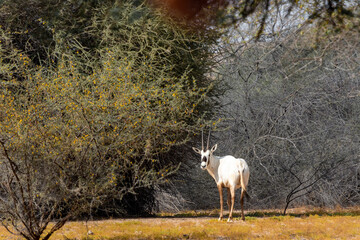 Arabian oryx or white oryx