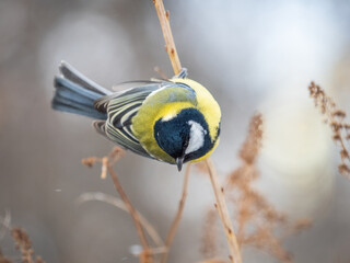 Cute bird Great tit, songbird sitting on a branch without leaves in the autumn or winter.