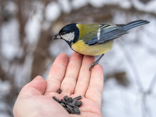 A tit sits on a man's hand and eats seeds.
