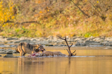 A Grey Wolf (Canis lupus) eating a deer. Bieszczady, Carpathians, Poland.