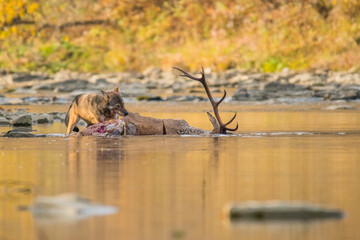 A Grey Wolf (Canis lupus) eating a deer. Bieszczady, Carpathians, Poland.