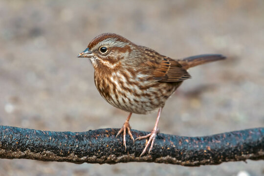 Song Sparrow (Melospiza melodia) a common song bird close up in Canada