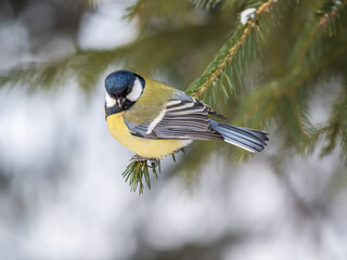 Cute bird Great tit, songbird sitting on the fir branch