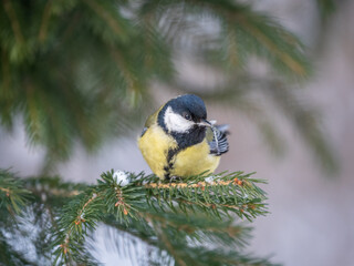Cute bird Great tit, songbird sitting on the fir branch