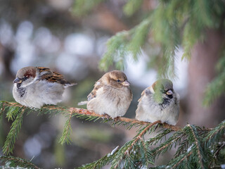 Three Sparrows sits on a fir branch in the autumn or winter
