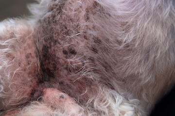 Closeup Senior Poodle dog belly allergic with blackspot and redness or rash irritated skin problems.Hyperpigmentation at vet visit and dog healthcare concept